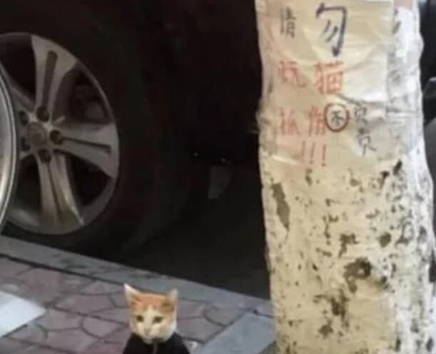 猫咪被拴在树下 女孩上前救回 注意到纸条默默无语离开了(图2)