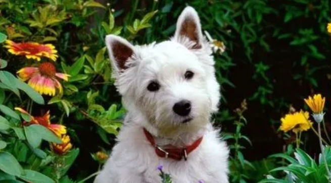 怎莫让家里狗狗清静地的在你旁边老实听话？你打听一下吗？(图1)