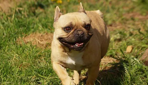 怎莫让家里狗狗清静地的在你旁边老实听话？你打听一下吗？(图2)