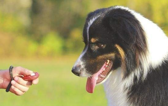 怎么训炼小狗翻空接物？训练小狗方法！(图1)