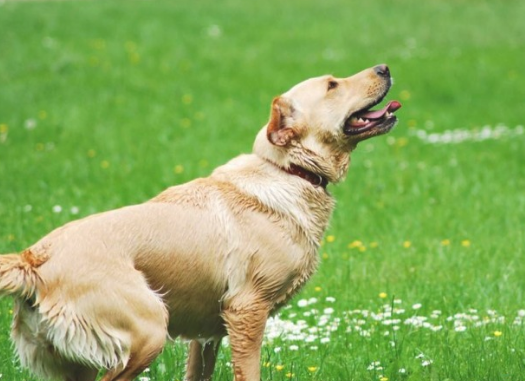 怎么训炼小狗翻空接物？训练小狗方法！(图2)