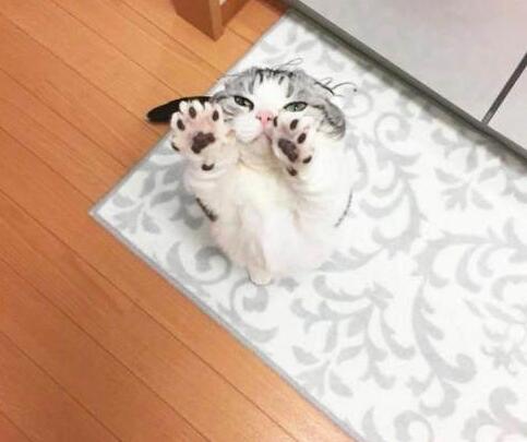 小猫举爪卖萌的要罐头 被主人断然拒绝后立时变脸：晚上在你脸上蹭屁屁(图3)