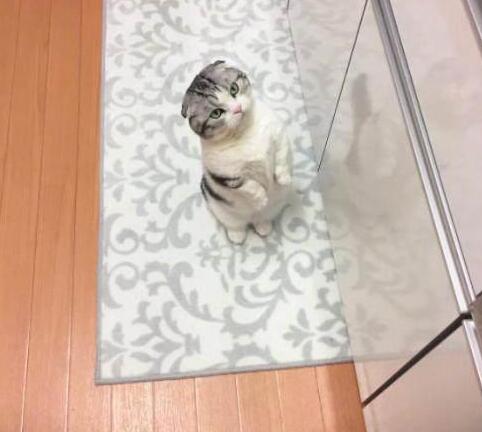小猫举爪卖萌的要罐头 被主人断然拒绝后立时变脸：晚上在你脸上蹭屁屁(图5)
