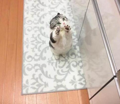 小猫举爪卖萌的要罐头 被主人断然拒绝后立时变脸：晚上在你脸上蹭屁屁(图4)