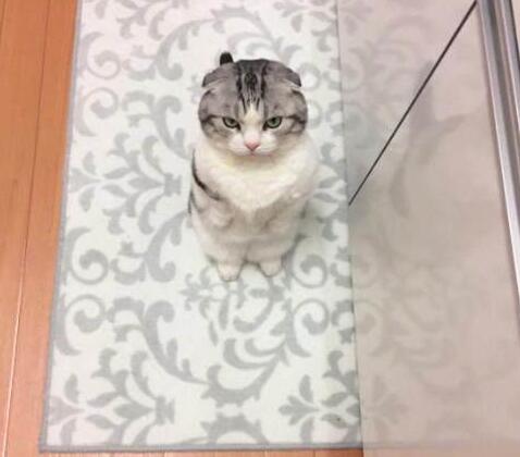 小猫举爪卖萌的要罐头 被主人断然拒绝后立时变脸：晚上在你脸上蹭屁屁(图6)