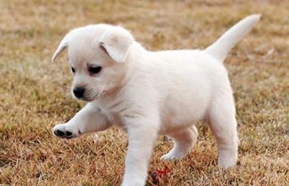 当狗狗的身上“长满跳蚤”估计怎么办啊？(图1)