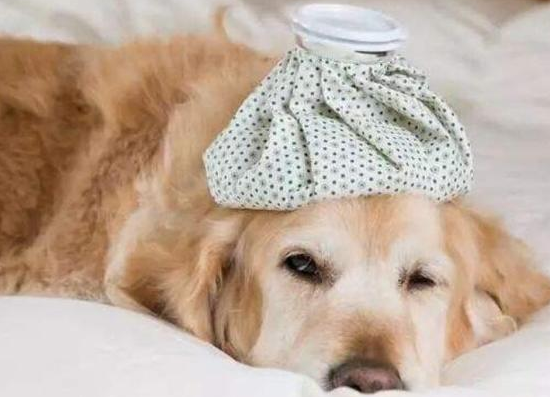 当狗狗的身上“长满跳蚤”估计怎么办啊？(图2)