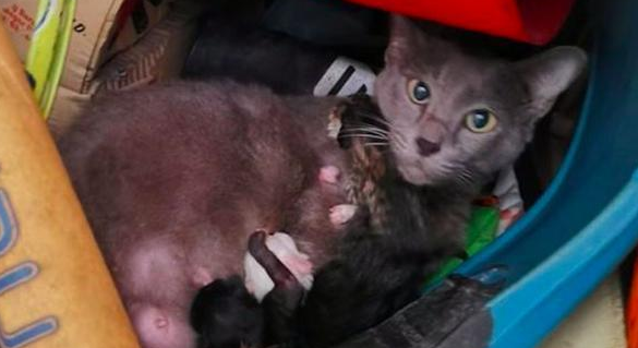 猫妈妈在杂物间生产 女子谨慎收养了它们一家：是猫咪选择类型了我！(图2)