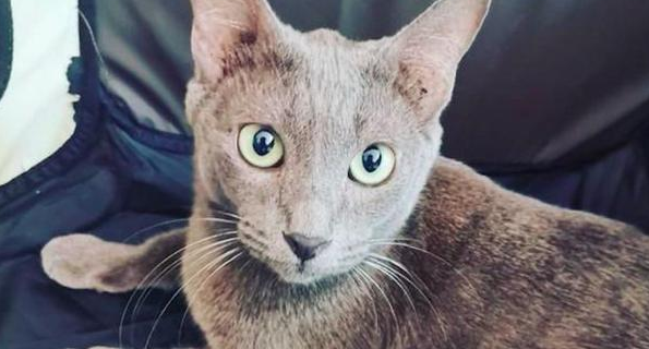 猫妈妈在杂物间生产 女子谨慎收养了它们一家：是猫咪选择类型了我！(图1)