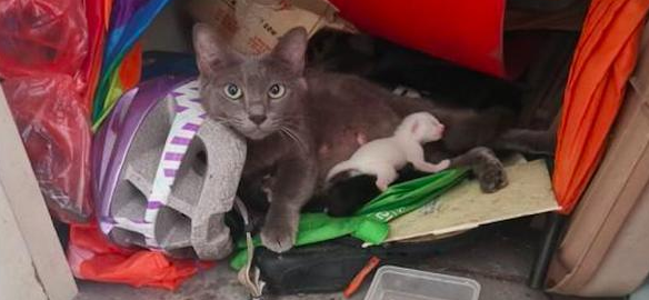 猫妈妈在杂物间生产 女子谨慎收养了它们一家：是猫咪选择类型了我！(图3)