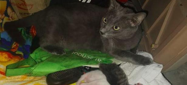 猫妈妈在杂物间生产 女子谨慎收养了它们一家：是猫咪选择类型了我！(图4)