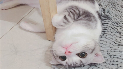 幼猫是从几个月到几个月(图1)