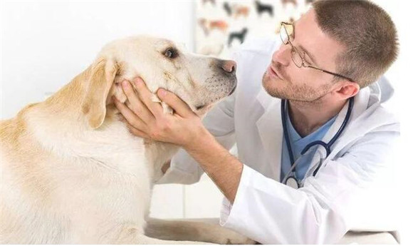 狗狗少得病的“技巧” 象人我不会对他说！(图1)