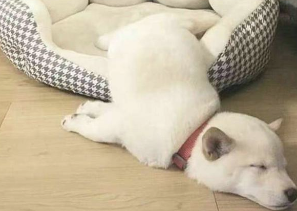 狗狗少得病的“技巧” 象人我不会对他说！(图2)