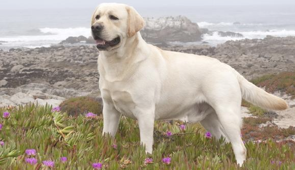 不同品种狗狗的头发医护有什么好都不一样？(图1)