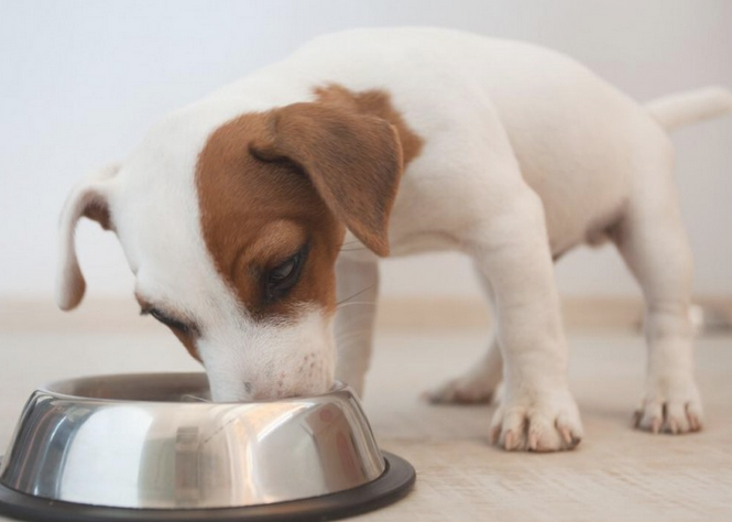 这儿是或者养狗的一些小秘密 好奇心就对了(图2)