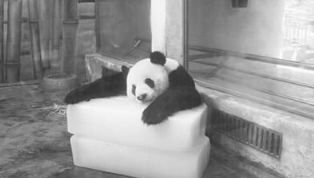 酷暑难耐动物园大熊猫扶着冰块小睡(图1)