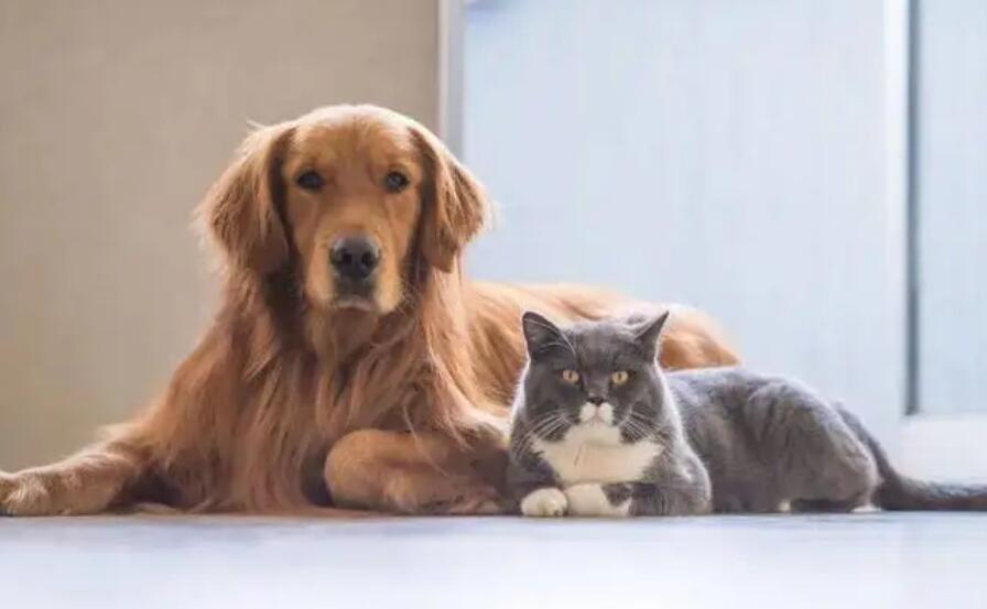 夏季养宠物 宠主别犯这种不真确 对狗毫无益处(图1)