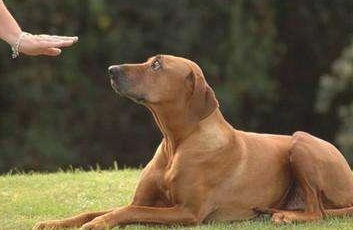 怎么训练小狗？训练小狗的三大方式！(图1)