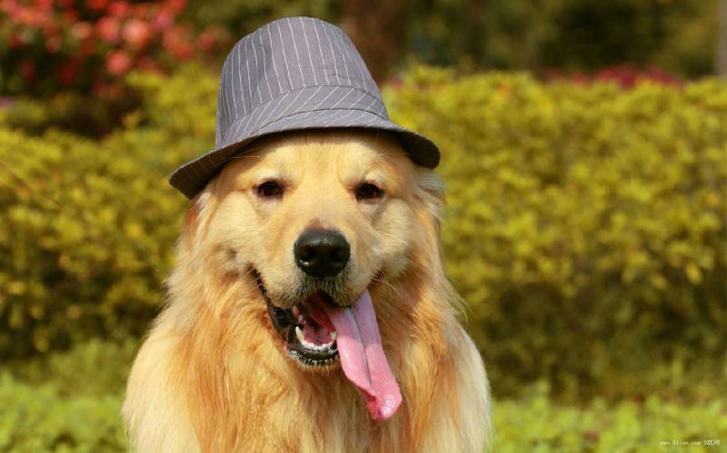 金毛犬的饲养？带你知道一点你也不知的技巧(图3)