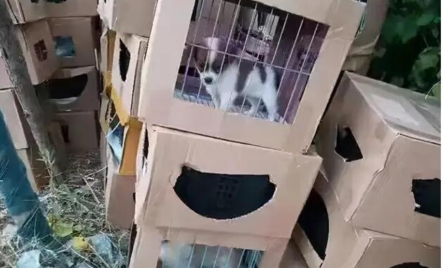 上百只活体宠物盲盒被遗弃在小区门口 奶猫奶狗哀嚎不仅仅(图1)