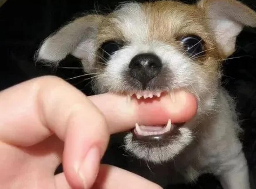 狗狗一旦有那样的“坏毛病” 主人就最好别惯着了(图1)