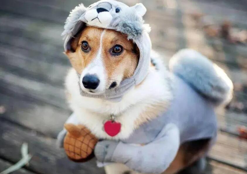 狗狗一旦有那样的“坏毛病” 主人就最好别惯着了(图2)