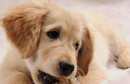 拉布拉多和金毛 有什么呢关系和区别(图3)