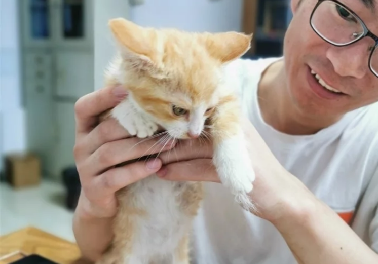 全网300万粉丝 看他在济南“绑架”小猫(图1)