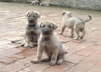 马犬和德国牧羊犬哪个好？你喜欢的是哪三个(图3)