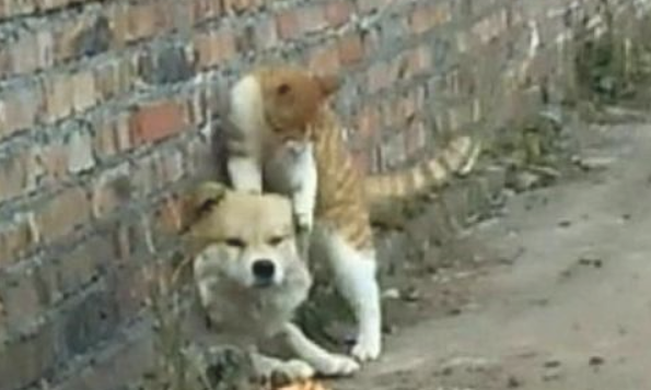 狗狗被卡在了洞里 猫猫好不容易抓到机遇打它 猫猫：给你别人欺负人！(图1)