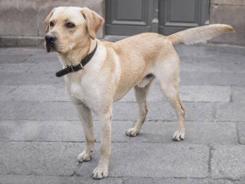 拉布拉多怎么知道纯不纯？那些个要素请记得一点(图1)