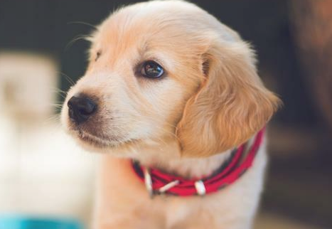 狗狗很挑食应该该怎么办啊？主人须知！(图1)