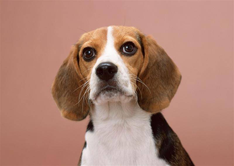 狗狗有螨虫该怎么办？这些个方法来帮帮忙(图1)