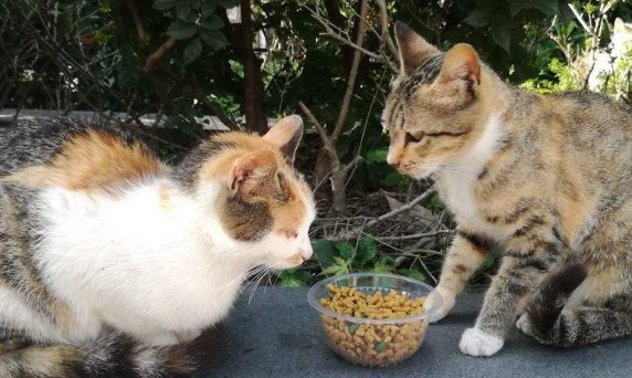 一只校园流浪橘猫爆红了 假意自己被困 不过是目的是骗吃骗喝(图1)