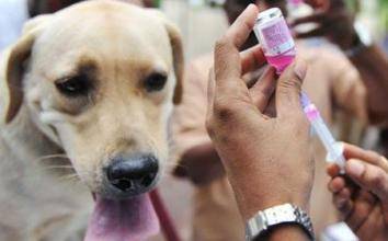 狂犬病有什么症状？这些个反应切尽量(图2)