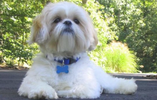 狗狗喂饲经验分享 爱狗人士看上来！(图1)