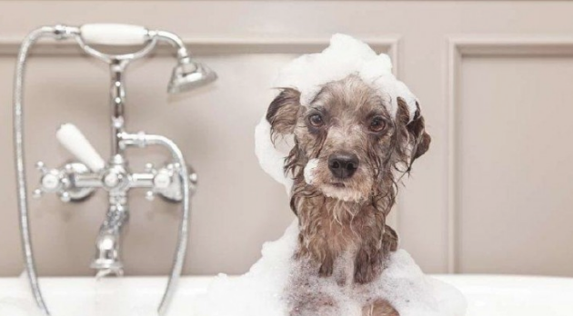 狗狗喂饲经验分享 爱狗人士看上来！(图2)