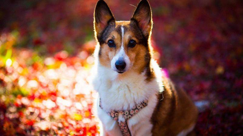 狗狗尿频咋回事？再次出现情况多再注意(图3)