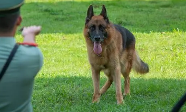 军犬退役后后估计怎么办？想领养狗狗要考虑清晰(图2)