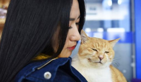 12只猫摊上不全权负责主人 被遗弃烂尾楼 主人被揭穿后狂烈被打脸(图1)