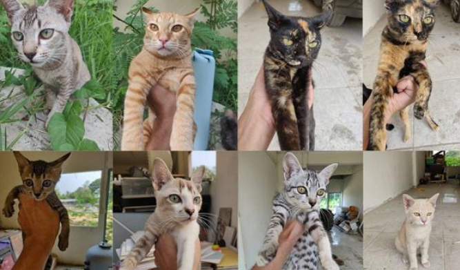 12只猫摊上不全权负责主人 被遗弃烂尾楼 主人被揭穿后狂烈被打脸(图2)