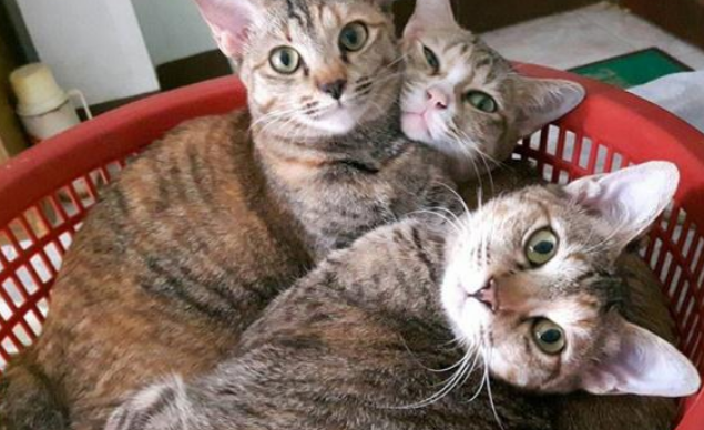 12只猫摊上不全权负责主人 被遗弃烂尾楼 主人被揭穿后狂烈被打脸(图4)