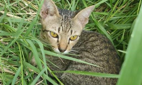 12只猫摊上不全权负责主人 被遗弃烂尾楼 主人被揭穿后狂烈被打脸(图3)