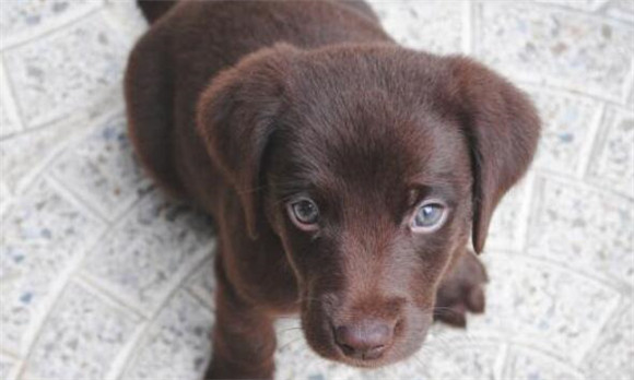 如何在家里半放养狗狗这四步学习來(图1)