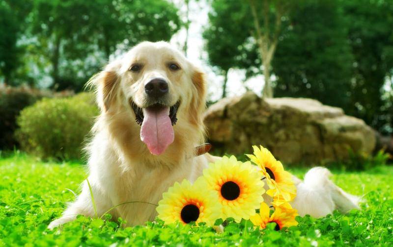 狗能吃鸡蛋吗？比较好吃请别不要贪多(图3)