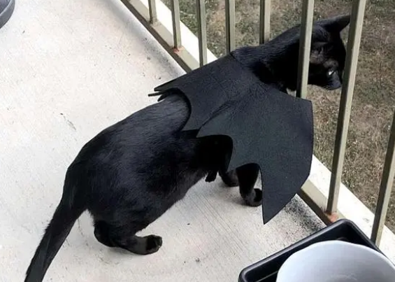 邻居搬家不带橘猫！黑猫主人霸气收留(图1)