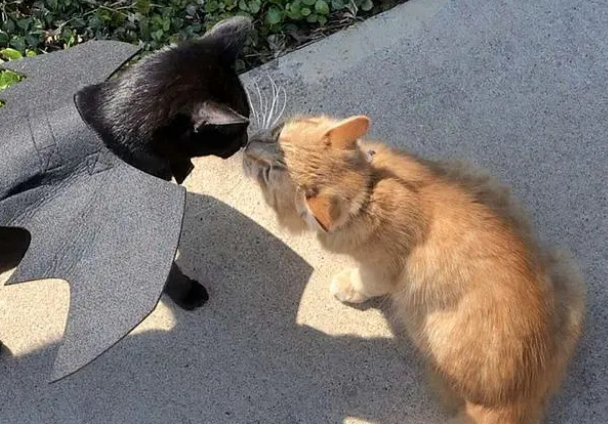 邻居搬家不带橘猫！黑猫主人霸气收留(图2)