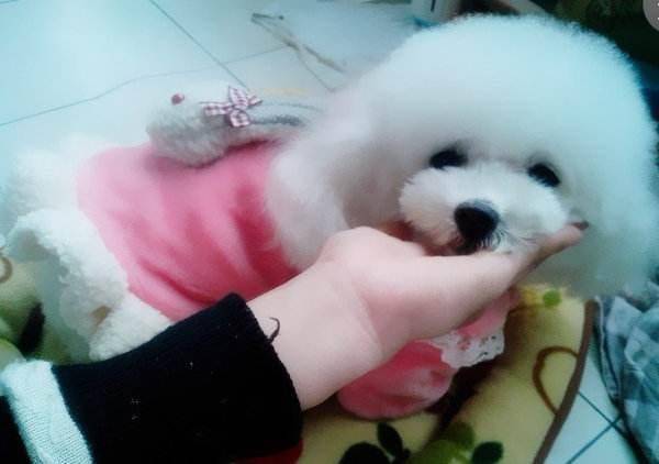 比熊怎么知道纯不纯 区分比熊犬的方法(图1)