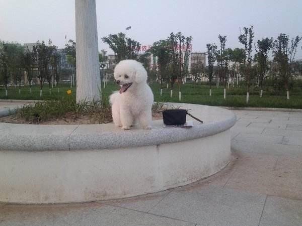 比熊怎么知道纯不纯 区分比熊犬的方法(图3)